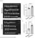 Fig. 32 - TOMATO-DERIVED SIJUL GENE REGULATING PHLOEM DEVELOPMENT AND USE THEREOF