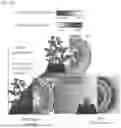 Fig. 33 - TOMATO-DERIVED SIJUL GENE REGULATING PHLOEM DEVELOPMENT AND USE THEREOF