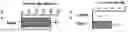 Fig. 09 - TARGETING CAP-DEPENDENT TRANSLATION TO REDUCE SEIZURES IN MTOR DISORDERS
