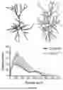 Fig. 11 - TARGETING CAP-DEPENDENT TRANSLATION TO REDUCE SEIZURES IN MTOR DISORDERS