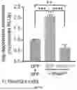 Fig. 14 - TARGETING CAP-DEPENDENT TRANSLATION TO REDUCE SEIZURES IN MTOR DISORDERS