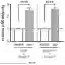Fig. 15 - TARGETING CAP-DEPENDENT TRANSLATION TO REDUCE SEIZURES IN MTOR DISORDERS