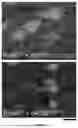 Fig. 22 - TARGETING CAP-DEPENDENT TRANSLATION TO REDUCE SEIZURES IN MTOR DISORDERS