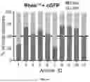 Fig. 31 - TARGETING CAP-DEPENDENT TRANSLATION TO REDUCE SEIZURES IN MTOR DISORDERS