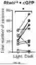 Fig. 32 - TARGETING CAP-DEPENDENT TRANSLATION TO REDUCE SEIZURES IN MTOR DISORDERS