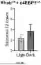 Fig. 36 - TARGETING CAP-DEPENDENT TRANSLATION TO REDUCE SEIZURES IN MTOR DISORDERS
