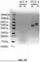Fig. 02 - ANTI-INFLAMMATORY CYTOKINES AND METHODS OF USE