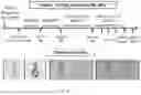 Fig. 03 - METHODS OF OBTAINING TUMOR-SPECIFIC T CELL RECEPTORS
