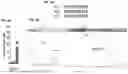 Fig. 07 - PLATELET ALPHA-GRANULES FOR DELIVERY OF MULTIPLE PROTEINS