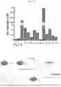 Fig. 18 - PLATELET ALPHA-GRANULES FOR DELIVERY OF MULTIPLE PROTEINS