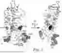 Fig. 03 - MUTANT G-PROTEIN COUPLED RECEPTORS AND METHODS FOR SELECTING THEM