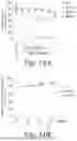Fig. 19 - MUTANT G-PROTEIN COUPLED RECEPTORS AND METHODS FOR SELECTING THEM