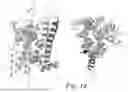 Fig. 25 - MUTANT G-PROTEIN COUPLED RECEPTORS AND METHODS FOR SELECTING THEM