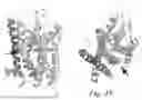 Fig. 26 - MUTANT G-PROTEIN COUPLED RECEPTORS AND METHODS FOR SELECTING THEM