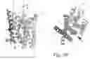 Fig. 27 - MUTANT G-PROTEIN COUPLED RECEPTORS AND METHODS FOR SELECTING THEM
