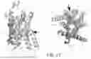 Fig. 28 - MUTANT G-PROTEIN COUPLED RECEPTORS AND METHODS FOR SELECTING THEM