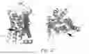 Fig. 29 - MUTANT G-PROTEIN COUPLED RECEPTORS AND METHODS FOR SELECTING THEM