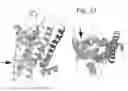 Fig. 30 - MUTANT G-PROTEIN COUPLED RECEPTORS AND METHODS FOR SELECTING THEM
