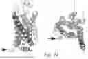Fig. 31 - MUTANT G-PROTEIN COUPLED RECEPTORS AND METHODS FOR SELECTING THEM