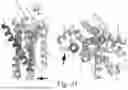 Fig. 32 - MUTANT G-PROTEIN COUPLED RECEPTORS AND METHODS FOR SELECTING THEM