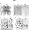 Fig. 02 - NOVEL RECOMBINANT FRAGMENTS OF FIBRILLIN-1 AND METHODS OF USE THEREOF