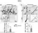 Fig. 03 - NOVEL RECOMBINANT FRAGMENTS OF FIBRILLIN-1 AND METHODS OF USE THEREOF