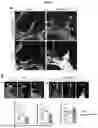 Fig. 05 - NOVEL RECOMBINANT FRAGMENTS OF FIBRILLIN-1 AND METHODS OF USE THEREOF
