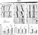 Fig. 07 - NOVEL RECOMBINANT FRAGMENTS OF FIBRILLIN-1 AND METHODS OF USE THEREOF