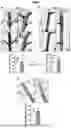 Fig. 08 - NOVEL RECOMBINANT FRAGMENTS OF FIBRILLIN-1 AND METHODS OF USE THEREOF