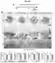 Fig. 11 - NOVEL RECOMBINANT FRAGMENTS OF FIBRILLIN-1 AND METHODS OF USE THEREOF