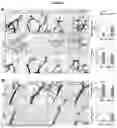 Fig. 12 - NOVEL RECOMBINANT FRAGMENTS OF FIBRILLIN-1 AND METHODS OF USE THEREOF