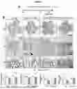 Fig. 13 - NOVEL RECOMBINANT FRAGMENTS OF FIBRILLIN-1 AND METHODS OF USE THEREOF