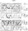 Fig. 14 - NOVEL RECOMBINANT FRAGMENTS OF FIBRILLIN-1 AND METHODS OF USE THEREOF