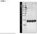Fig. 02 - RECOMBINANT CD3 BINDING PROTEINS AND THEIR USE