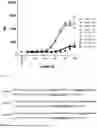 Fig. 06 - MURINE CROSS-REACTIVE HUMAN CCR8 BINDERS