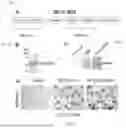 Fig. 02 - Targeting Intracellular Target-Binding Determinants with Intracellular Antibodies