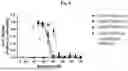 Fig. 09 - BINDING MOLECULES FOR THE TREATMENT OF CANCER