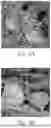 Fig. 04 - SOLID DISSOLVABLE COMPOSITIONS