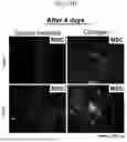 Fig. 30 - IMAGING-ENABLED BIOREACTOR FOR IN VITRO CULTIVATION AND BIOENGINEERING OF ISOLATED AIRWAY TISSUE