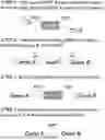 Fig. 01 - METHOD FOR PRODUCING COLANIC ACID USING RECOMBINANT ESCHERICHIA COLI