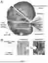 Fig. 02 - BIOACTIVE COCHLEAR IMPLANT AND APPLICATIONS OF SAME