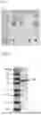 Fig. 02 - D-MANNOSE ISOMERASE AND PRODUCTION METHOD OF D-FRUCTOSE