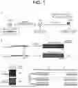 Fig. 02 - METHOD FOR CAUSING LARGE-SCALE DELETIONS IN GENOMIC DNA AND METHOD FOR ANALYZING GENOMIC DNA