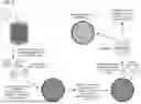 Fig. 07 - MAMMALIAN CELLS AND METHODS FOR ENGINEERING THE SAME