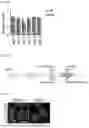 Fig. 07 - PHARMACEUTICAL COMPOSITION