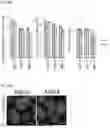 Fig. 08 - PHARMACEUTICAL COMPOSITION