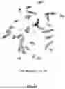 Fig. 06 - METHODS AND COMPOSITIONS FOR THE TARGETED MODIFICATION OF A GENOME