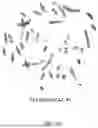 Fig. 08 - METHODS AND COMPOSITIONS FOR THE TARGETED MODIFICATION OF A GENOME