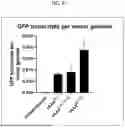 Fig. 09 - GENERATION OF NEXT GENERATION RECOMBINANT AAV GENE THERAPY VECTORS THAT ADOPT 3D CONFORMATION