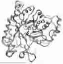 Fig. 01 - VARIANTS OF GALA REDUCTASE AND THEIR USES